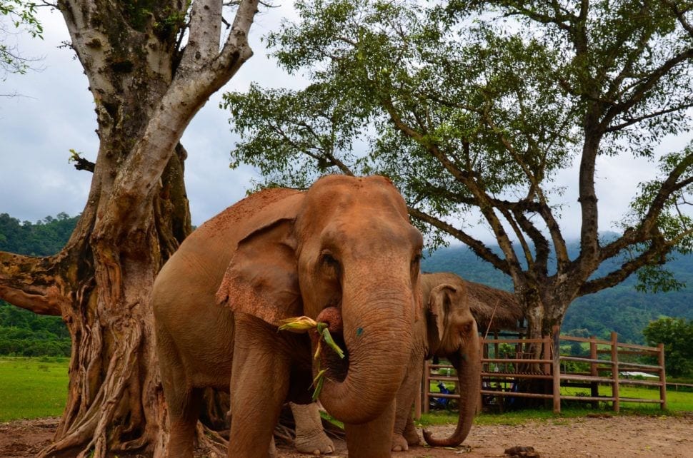 Elephant Chiang Mai Thailand
